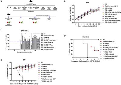 Mincle and STING-Stimulating Adjuvants Elicit Robust Cellular Immunity and Drive Long-Lasting Memory Responses in a Foot-and-Mouth Disease Vaccine